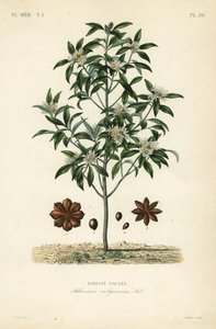 Japanischer Sternanis oder Heiliger Anisbaum, Illicium anisatum von Unbekannt