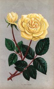 Jean Pernet Rose, gelbe Sorte der Teerose, gezüchtet von Monsieur Pernet aus Lyon im Jahr 1867. Chromolithographie gezeichnet und lithographiert nach der Natur von F. Grobon aus Hippolyte Jamain und Eugene Forneys Les Roses