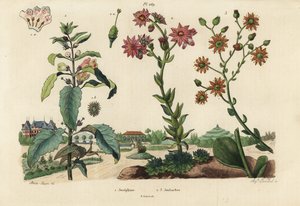 Josephine-Pflanze, Josephinia imperatricis 1 und Fetthennen, Crassula-Arten 2,3