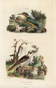Eisvogel und Lachender Hans von Unbekannt