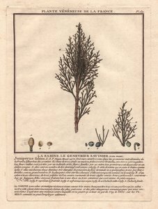 La Sabine, der Sadebaum Juniperus sabina. Giftige Pflanze, Beschreibung eines männlichen (Mitte) und weiblichen (links) Zweigs, mit Details der Früchte in verschiedenen Reifestadien. Farbradierung 18. Jahrhundert, im Herbier de la France (1780-1793), Zeich