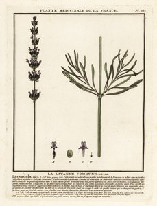 Lavendel, Lavandula angustifolia
