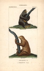 Faultier mit drei Zehen und Hoffmanns Zweifingerfaultier - Radierung von Jean Gabriel Pretre (1780-1845), graviert von Carnonkel, für das Wörterbuch der Naturwissenschaften: Säugetiere von Frederic Cuvier, herausgegeben von Pierre Jean Francois Turpin (177 von Unbekannter Künstler