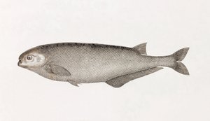 Le Mormyre de Behbeyt von Unbekannt