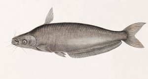 Le Silure Schilbe von Unbekannt