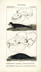 Der Kapuzenstirnvogel und der Elefantenrobbe von Unbekannter Künstler