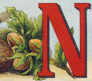Buchstabe N: Haselnüsse. Gravur in "Alphabet de ma petite fille". Bernardin-Bechet und Fils, Buchhändler-Verleger, Paris, um 1895. von Unbekannt