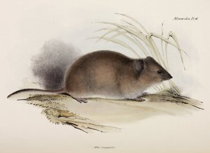 Langhaarige oder Pest-Ratte, Australien, ca. 1832-1836