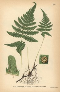 Langblättriger Dornfarn, Phegopteris connectilis