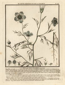 Jungfer im Grünen, Nigella arvensis