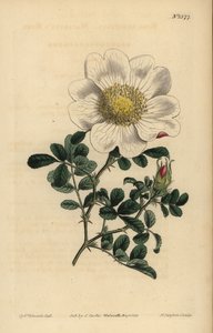 Macartneys Rose, Rosa bracteata