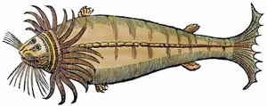 Meereskreatur, Xylographie aus "Paralipomena accuratissima historiae omnium animalium quae in voluminibus Aldrovandi desiderantur" von Unbekannter Künstler