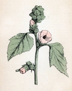Eibisch (Althaea officinalis) (Weißer Eibisch) Botanische Tafel aus „Atlas colorie des plantes medicinales“ von Paul Hariot von Unbekannter Künstler