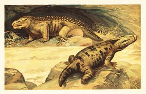 Mastodonsaurus und Pareiasaurus. 1908 von Unbekannter Künstler