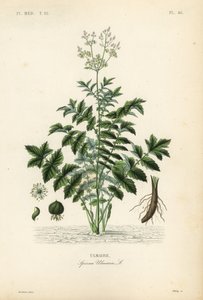 Mädesüß oder Wiesenkönigin, Filipendula ulmaria