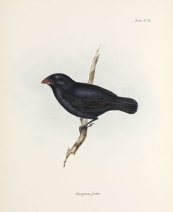 Mittlerer Grundfink, Galapagosinseln, ca. 1832-1836