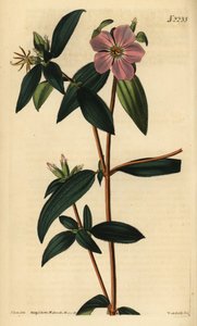 Melastoma osbeckioides. Handkolorierter Kupferstich von Weddell nach einer Illustration von John Curtis aus Samuel Curtis
