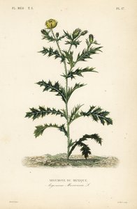 Mexikanischer Mohn, Argemone mexicana von Unbekannt