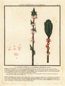 Seidelbast, Daphne mezereum