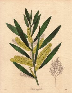 Mimosenraupe (Acacia longifolia). Illustration von R. Mills in The Botanist, Serie von Benjamin Maund von Unbekannter Künstler