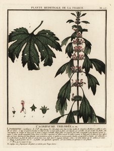 Herzgespann, Leonurus cardiaca von Unbekannter Künstler