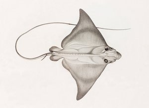 Mourine Vachette von Unbekannt