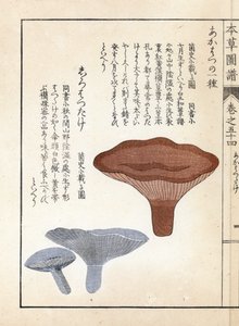 Pilze: Akahatsu Lacatire und Weißer Shirohatsudake - Japanischer Druck von Kanen Iwasaki (1786-1842), aus Honzo Zufu, illustrativer Leitfaden zu Heilpflanzen