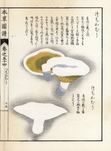 Pilze: Milchpfeffer - Japanischer Druck von Kanen Iwasaki aus Honzo Zufu, illustrativer Leitfaden zu Heilpflanzen