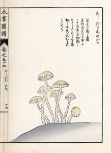 Pilze: Shimeji Ashitaka - Japanischer Druck von Kanen Iwasaki (1786-1842), aus Honzo Zufu, illustrativer Leitfaden zu Heilpflanzen