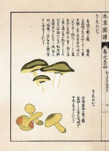 Pilze: Sorten von Reitern oder Rittern (oder Gelben) - Japanischer Druck von Kanen Iwasaki (1786-1842), aus Honzo Zufu, illustrativer Leitfaden zu Heilpflanzen