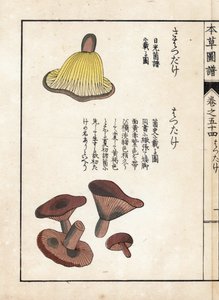 Pilze: Sorten von Milchfrühen (essbar) - Japanischer Druck von Kanen Iwasaki (1786-1842), aus Honzo Zufu, illustrativer Leitfaden zu Heilpflanzen