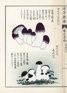 Pilze: Sorten von Shimeji (essbar) - Japanischer Druck von Kanen Iwasaki (1786-1842), aus Honzo Zufu, illustrativer Leitfaden zu Heilpflanzen