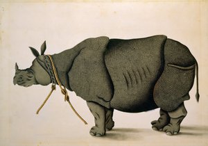 Nashorn, möglicherweise aus der Francis Buchanan Sammlung, ca. 1800, Künstler unbekannt von Unbekannter Künstler
