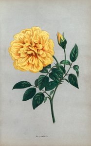 Nanjing-Rose, gelbe Sorte der Teerose, gezüchtet von Monsieur Ducher in Lyon im Jahr 1871. Chromolithographie gezeichnet und lithographiert nach der Natur von F. Grobon aus Hippolyte Jamain und Eugene Forneys Les Roses von Unbekannter Künstler