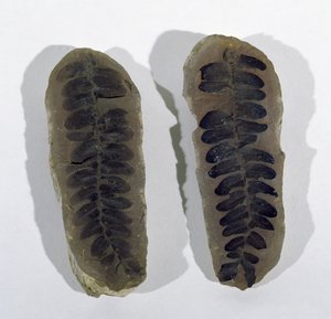 Neuropteris (Frond eines Meeresfarns) gefunden in Coseley, Staffordshire, Oberkarbonzeit von Unbekannt