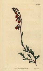 Nachtriechende Hermannia, Hermannia flammea
