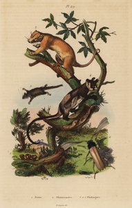 Nördlicher Gewöhnlicher Kuskus, Phalanger orientalis 3, Gelbbäuchiger Gleiter, Petaurus australis 4, Federbuschgleiter, Acrobates pygmaeus 5, Peziza-Pilze 1 und Psygmatocerus wagleri-Käfer 2 von Unbekannt