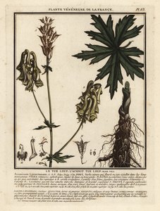 Nordischer Eisenhut, Aconitum lycoctonum von Unbekannter Künstler