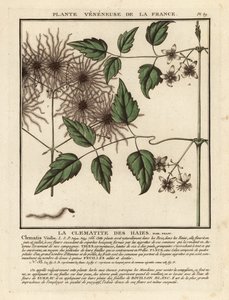 Gewöhnliche Waldrebe, Clematis vitalba