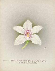 Orchidee von Unbekannter Künstler