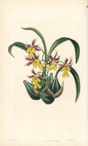 Orchideenvarietät Oncidium - Oncidium ghiesbreghtianum Orchidee (Mr. Warner