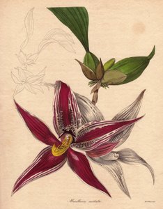 Orchideenvarietät, Paphinia (Maxillaria) cristata. Illustration von Augusta Innes Withers in The Botanist, Serie von Benjamin Maund