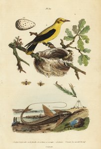 Oriole-Schwarzvogel, Gymnomystax mexicanus, Nest und Eier 3, Schokoladen-Loricariid-Panzerwels, Loricaria cataphracta 2, und Kiefernsägeblattwespe, Neodiprion sertifer 1 von Unbekannt