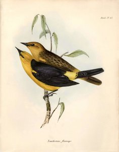 Ornithologie: „Certhidea olivacea“ beschrieben von Charles Darwin während seiner Expedition an Bord der Beagle. Platte aus „The zoology of the voyage of H.M.S. Beagle. Flight. III, Birds described by John Gould, with notice of their habits by Charles Darwi