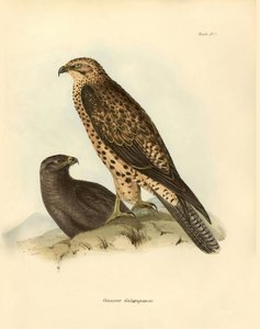 Ornithologie: „Craxirex Galapagoensis“ beschrieben von Charles Darwin während seiner Expedition an Bord der Beagle. Tafel aus „Birds described by John Gould, with notice of their habits by Charles Darwin von Unbekannter Künstler