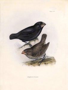 Ornithologie: „Geospiza strenua oder Geospize“ Beschreibung eines Sperlings von Charles Darwin (1809-1882) beobachtet während seiner Expedition an Bord der Beagle. Tafel aus „The zoology of the voyage of H.M.S. Beagle. Flight. III, Birds“ beschrieben von J von Unbekannter Künstler