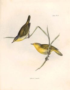 Ornithologie: „Sylvicola aureola“ Finken beobachtet und beschrieben von Charles Darwin (1809-1882). Tafel aus „The zoology of the voyage of H.M.S. Beagle. Flight. III, Birds described by John Gould, with notice of their habits by Charles Darwin von Unbekannter Künstler