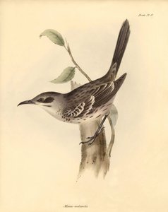 Ornithologie: Der „Mimus melanotis“ der Spottdrossel-Familie beschrieben von Charles Darwin während seiner Forschungsreise an Bord der Beagle. Tafel aus „The Zoology of the voyage of H.M.S. Beagle under the command of Captain Fitzroy during the years 1832 