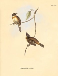 Ornithologie: Der „Pachyramphus minimus“ der Buchenfamilie beschrieben von Charles Darwin während seiner Forschungsreise an Bord der Beagle. Tafel aus „The Zoology of the voyage of H.M.S. Beagle under the command of Captain Fitzroy during the years 1832 to von Unbekannter Künstler