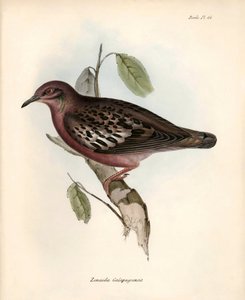 Ornithologie: „Zenaida Galapagoensis“ Galapagos-Taube beobachtet und beschrieben von Charles Darwin während seiner Expedition an Bord der Beagle. Tafel aus „The zoology of the voyage of H.M.S. Beagle. Flight. III, Birds described by John Gould“ von Unbekannter Künstler